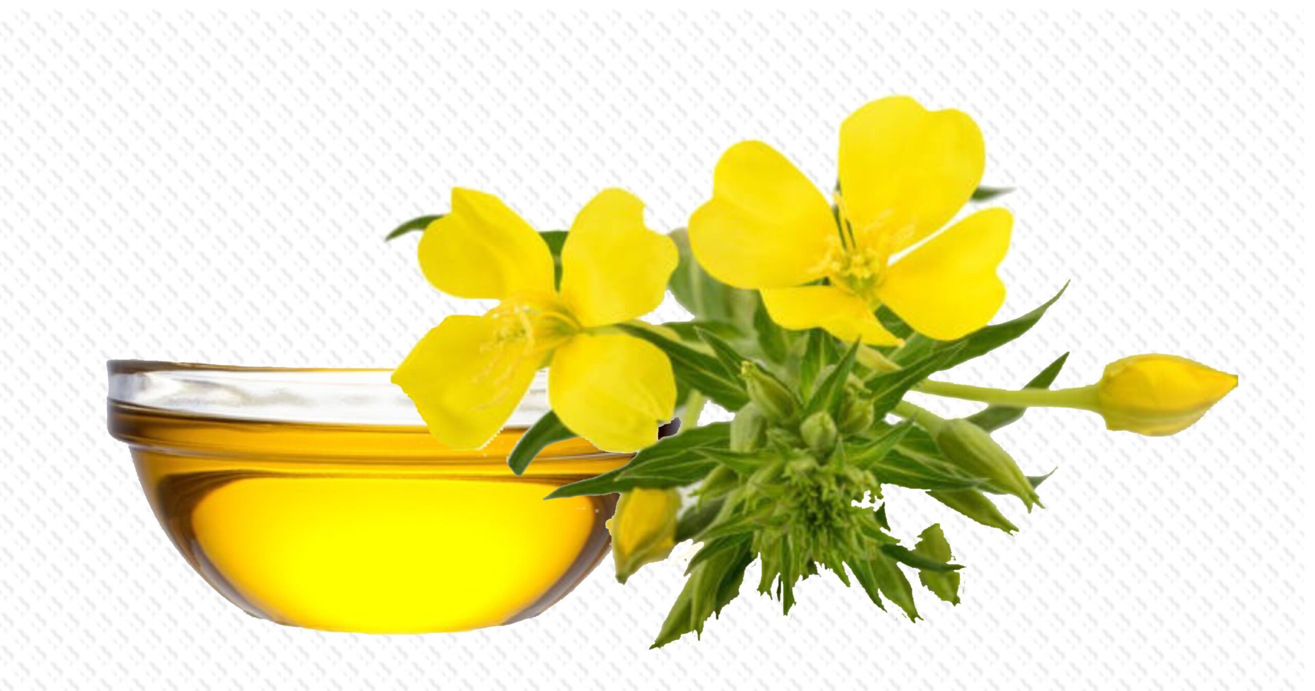 Discover the Amazing Benefits of Evening Primrose Oil! FEMINALLIFE